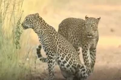 PHOTO : वन्यजीव प्रेमींसाठी आनंदाची बातमी, ताडोबा-अंधारी व्याघ्र प्रकल्पात बिबट्याच्या जोडीचं दर्शन