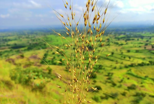 Flowers of Sahyadri Balaghat Harishchandra Range of Hill Deogaon Sangamner