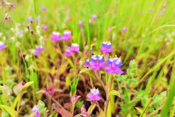 Flowers of Sahyadri Balaghat Harishchandra Range of Hill Deogaon Sangamner