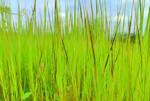 Flowers of Sahyadri Balaghat Harishchandra Range of Hill Deogaon Sangamner
