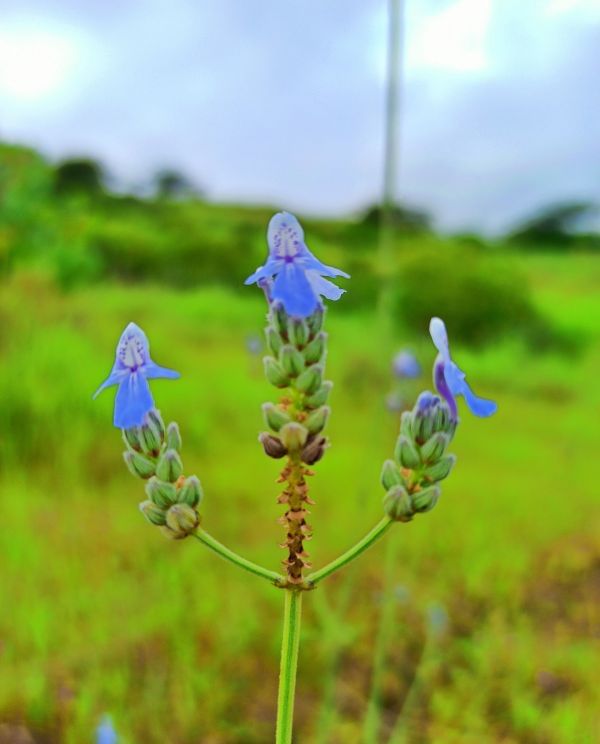 Flowers of Sahyadri Balaghat Harishchandra Range of Hill Deogaon Sangamner