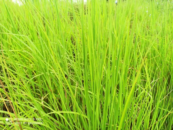 Flowers of Sahyadri Balaghat Harishchandra Range of Hill Deogaon Sangamner
