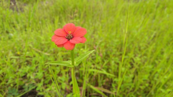 Flowers of Sahyadri Balaghat Harishchandra Range of Hill Deogaon Sangamner