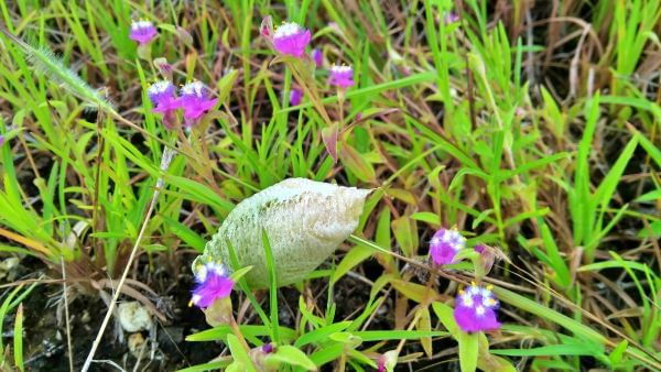Flowers of Sahyadri Balaghat Harishchandra Range of Hill Deogaon Sangamner