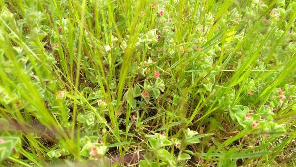 Flowers of Sahyadri Balaghat Harishchandra Range of Hill Deogaon Sangamner