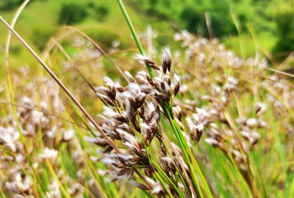 Flowers of Sahyadri Balaghat Harishchandra Range of Hill Deogaon Sangamner