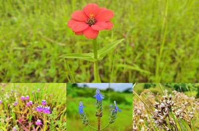 Photos | संगमनेरमधील हरिश्चंद्र बालाघाट डोंगर रांगेतील मनमोहक रानफुलं आणि हिरवाई
