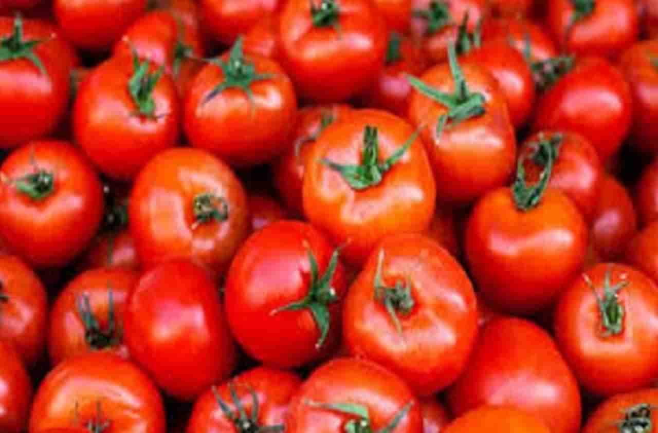 लासलगाव बाजार समितीत टोमॅटोचा लिलाव सुरू, शेतकऱ्यांची तोबा गर्दी