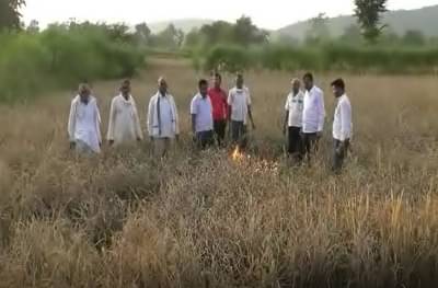 कोरोना, परतीच्या पावसानंतर शेतकऱ्यांवर आणखी एक संकट, उभं पिक दिलं पेटवून