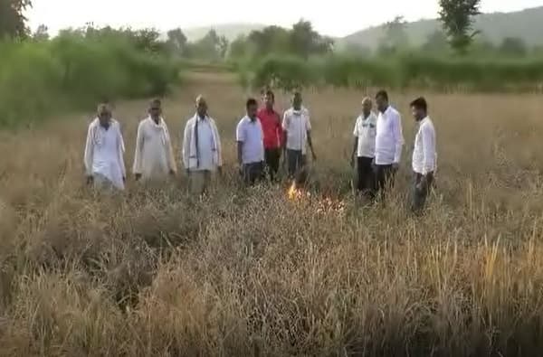 कोरोना, परतीच्या पावसानंतर शेतकऱ्यांवर आणखी एक संकट, उभं पिक दिलं पेटवून
