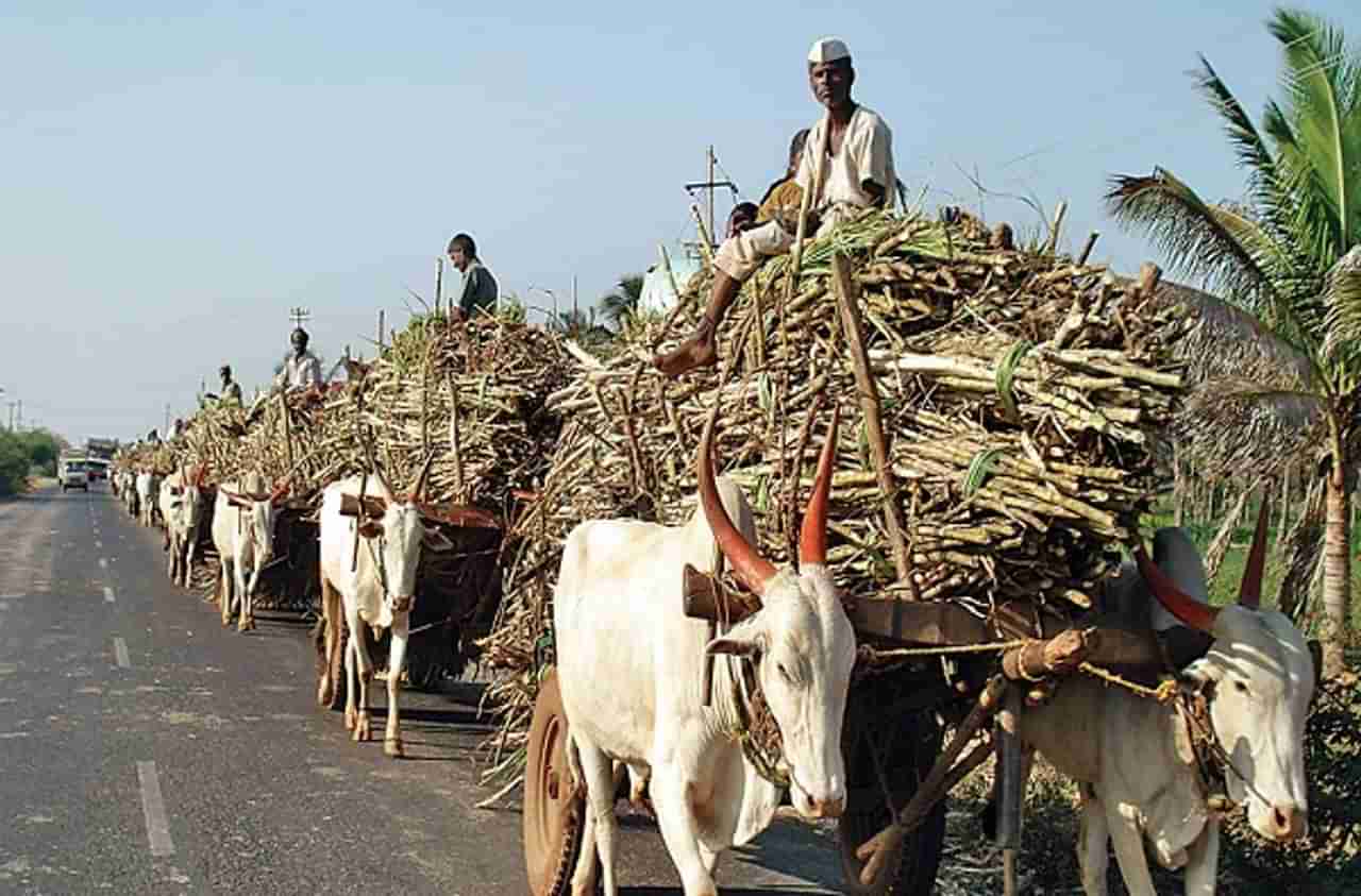 साखर कारखानदारांचा आडमुठेपणा; ऊस दर निश्चितीची पहिली बैठक निष्फळ; स्वाभिमानी शेतकरी संघटनेचा संताप