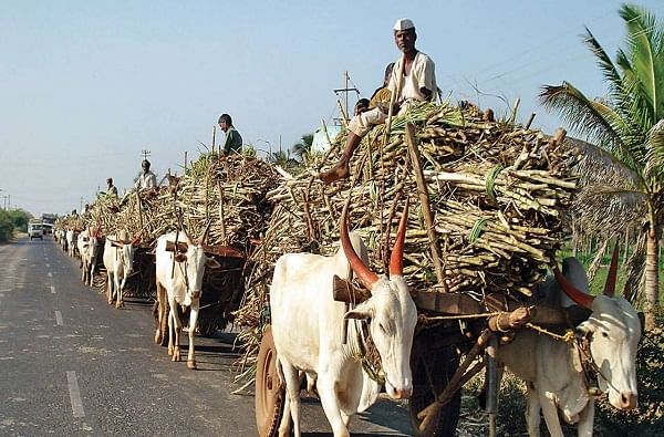 साखर कारखानदारांचा आडमुठेपणा; ऊस दर निश्चितीची पहिली बैठक निष्फळ; स्वाभिमानी शेतकरी संघटनेचा संताप