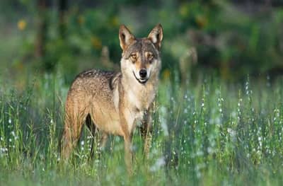 बिबट्यांनंतर आता मनमाडमध्ये लांडग्याचा हल्ला, चारजण गंभीर जखमी