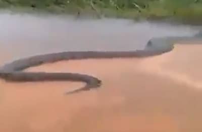 बापरे! 50 फूल लांब अ‍ॅनाकोंडाने केली नदी पार, वाचा VIRAL व्हीडिओ मागचं सत्य