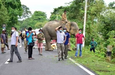 PHOTO | काझिरंगा राष्ट्रीय उद्यानात हत्ती सफारीला आजपासून सुरुवात