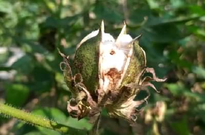 पांढऱ्या सोन्याला लाल बोंड अळीचं ग्रहण, शेतकरी पुन्हा अस्मानी संकटात