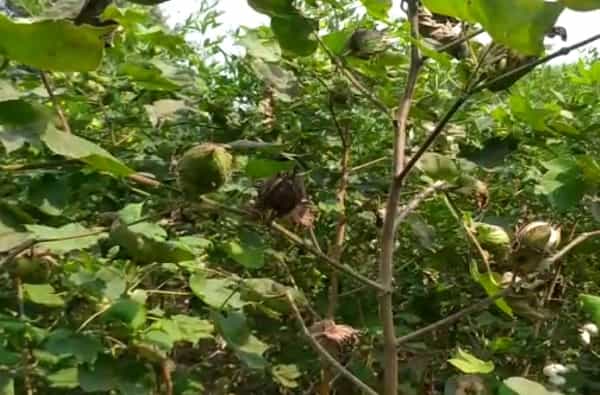 कपाशीवर मोठ्या प्रमाणात लाल बोंड अळीने आक्रमण केल्याने बुलडाणा जिल्ह्यातील शेतकरी पुन्हा एकदा संकटात सापडला आहे.