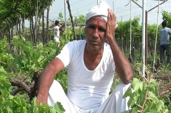अतिवृष्टीमुळे कीड लागल्याने हवालदिल शेतकऱ्यांची द्राक्ष बागांवर कुऱ्हाड; लाखो रुपयांचे नुकसान