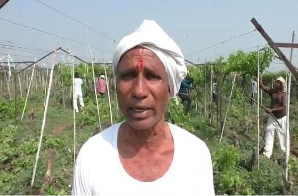 पंढरपुरात सततच्या पावसामुळे द्राक्षावर विविध कीड रोगांचा प्रादुर्भाव वाढल्याने यावर्षी अनेक शेतकऱ्यांच्या बागा फेल गेल्या. लाखो रुपयांचा खर्च करुनही हाती काहीच मिळणार नसल्याने तालुक्यातील शेतकऱ्यांनी द्राक्ष बागांवर कुऱ्हाड चालवणे सुरु केले आहे.