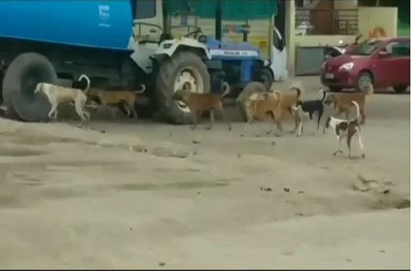 गेल्या आठवड्यात श्री हॉस्पिटल परिसरात एका महिलेला मोकाट कुत्र्याने चावा घेतल्याची घटना ताजी असतानाच दोन लहान मुलांवर कुत्र्यांनी जीवघेणी हल्ला करुन जखमी केले आहे.  