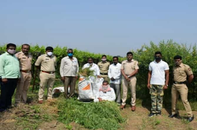 तुरीच्या पिकात गांजाचं आंतरपीक, 6 लाख 69 हजारांचा 133 किलो गांजा जप्त