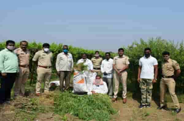 तुरीच्या पिकात गांजाचं आंतरपीक, 6 लाख 69 हजारांचा 133 किलो गांजा जप्त
