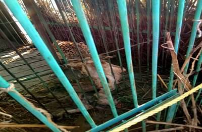 नरभक्षक बिबट्याला पकडण्यात अखेर वनविभागाला यश, पाथर्डीकरांनी सोडला सुटकेचा निश्वास