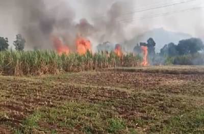 PHOTO : वीज वितरणाचा गलथान कारभार, शॉर्ट सर्किटमुळे दोन शेतकऱ्यांचा शेतातील ऊस जळून खाक