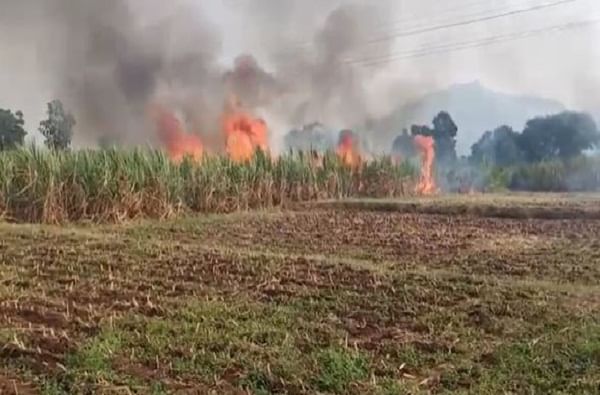 PHOTO : वीज वितरणाचा गलथान कारभार, शॉर्ट सर्किटमुळे दोन शेतकऱ्यांचा शेतातील ऊस जळून खाक