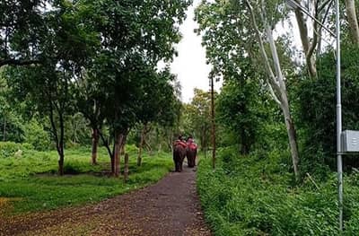 PHOTO | निसर्गरम्य मेळघाटाने पांघरला हिरवा शालू, पर्यटकांची रेलचेल