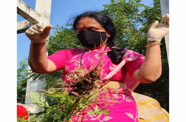 राष्ट्रवादीचे युवा आमदार रोहित पवार यांच्यासाठी अहमदनगरमध्ये त्यांच्या मातोंश्रींनी कंबर कसली आहे. निवडणुका नसताना सुनंदा पवार कामासाठी पुढाकार घेत आहेत.