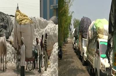 दिवाळी आली, तरीही कपाशी खरेदीला मुहूर्त मिळेना, वर्ध्यात कापूस उत्पादक शेतकरी हवालदिल