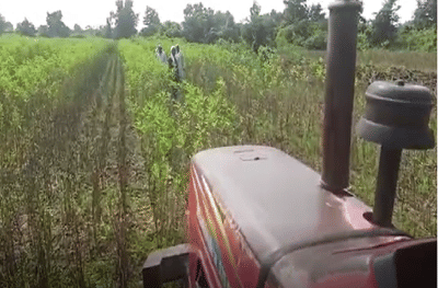 बळीराजावर अवकळा, अतिवृष्टीमुळे 10 एकर सोयाबीनवर ट्रॅक्टर फिरवण्याची वेळ