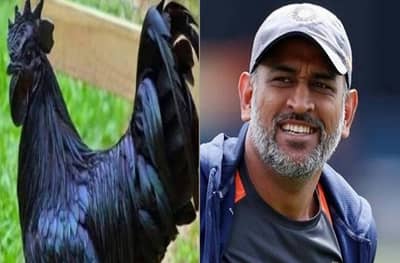 MS Dhoni | निवृत्तीनंतर महेंद्रसिंग धोनी कडकनाथ कोंबड्यांच्या व्यवसायात, 2 हजार पिलांची ऑर्डरही दिली