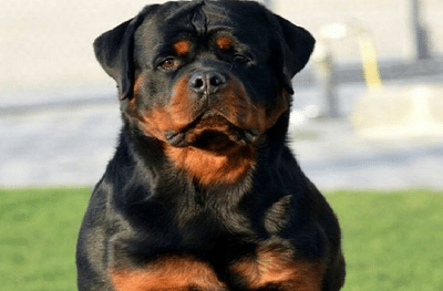 रत्नागिरीत पाळीव कुत्र्याला खाऊ घालणं महागात, रॉट व्हिलर कुत्र्याच्या हल्ल्यात कामगाराचा मृत्यू