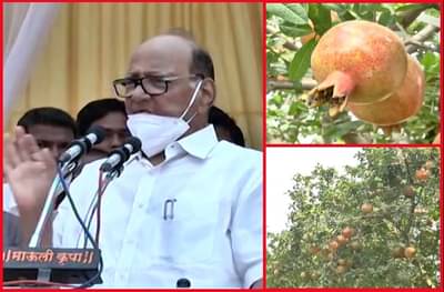 शरद पवारांनाही भावलेलं डाळिंब उत्पादनातील अग्रेसर गाव!, खानजोडवाडीतील शेतकऱ्यांची यशोगाथा