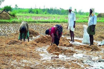 अतिवृष्टीमुळं भातशेतीचं नुकसान झालेल्या शेतकऱ्यांना जिल्हा परिषद उभारी देणार, भाजीपाला लागवडीला प्रोत्साहन देण्याचा निर्णय