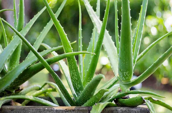 Aloevera | बहुगुणकारी ‘कोरफड’, चमकदार त्वचेसह वजन कमी करण्यास उपयुक्त!