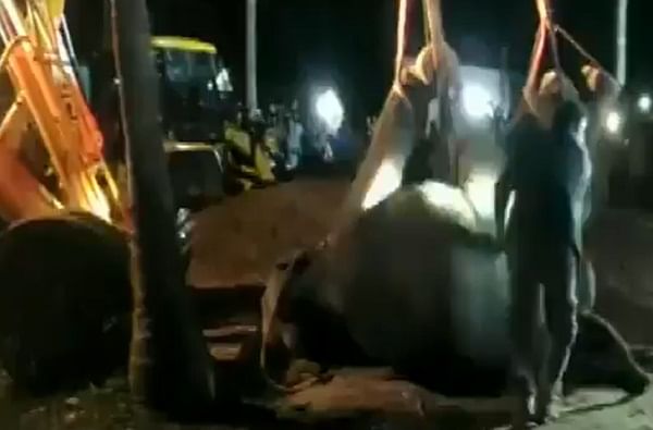 A female calf elephant falls down an open well rescued after a 16 hour long rescue operation