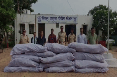 PHOTO | कपाशीच्या शेतात गांजाची लागवड, धु्ळ्यात अवैध गांजाची लागवड करणाऱ्या शेतकऱ्याला बेड्या, 14 लाखांची पीकं जप्त