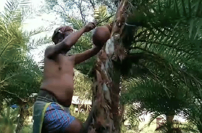 दीड एकर पडीक जमिनीवर ताडीच्या झाडांची लागवड, वर्षाला 8 ते 10 लाखांचं उत्पन्न, नांदेडच्या शेतकऱ्याची यशोगाथा