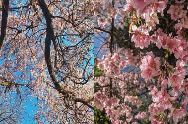 थंडीचा मोसम सुरू झाल्यापासून शिलाँगमध्ये ‘चेरी ब्लॉसम’ बहरू लागला आहे. संपूर्ण शहरांत गुलाबी फुलांची आरास तयार झाली आहे. सोशल मीडियावर सध्या या गुलाबी वातावरणाचे फोटो व्हायरल होत आहेत. 