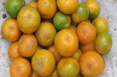 पाऊस, अतिवृष्टी नंतर आता बुरशीचा प्रादुर्भाव, फळबागांच्या उत्पादनात निम्म्याने घट