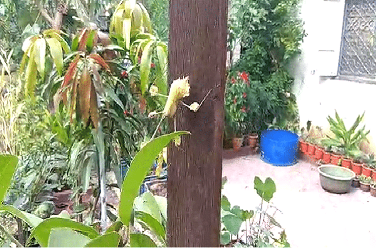 Photo | नगरच्या 3 मुलांना खेळताना आढळला दुर्मिळ प्रजातीचा कीटक