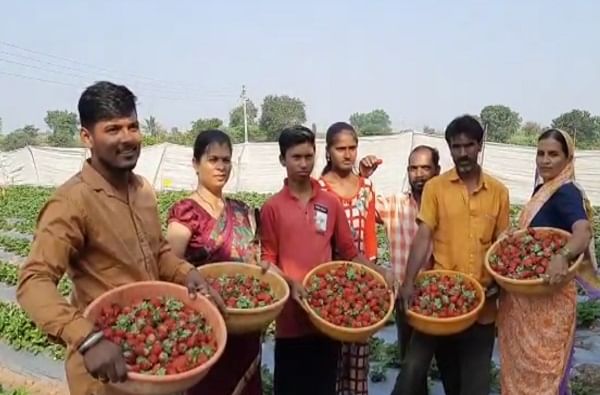 महाबळेश्वरमधील स्ट्रॉबेरीची पुण्याच्या गावडेवाडीत लागवड, युवा शेतकऱ्याचा यशस्वी प्रयोग