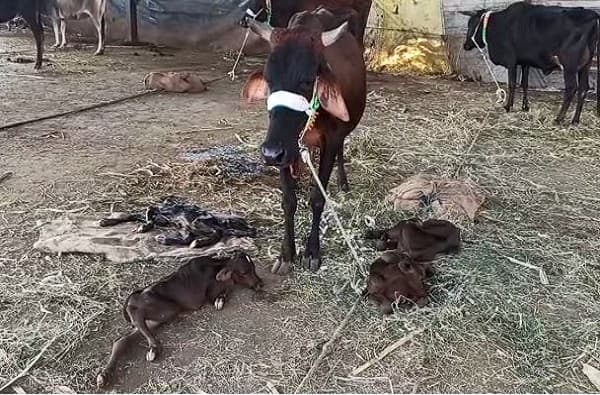 साक्री तालुक्यातील पिंपळनेर गावात सर्वांना चकित करणारी आश्चर्यकारक घटना घडली आहे. एका गाईने चक्क चार पिलांना जन्म दिला आहे. जन्मदाती गाय आणि तिचे चारही वासरं सुखरुप आहेत. या गाईला आणि तिच्या चारही वासरांना पाहण्यासाठी बघ्यांची मोठी गर्दी होत आहे.