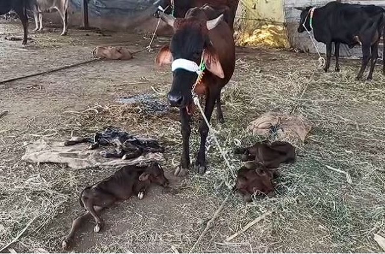 साक्री तालुक्यातील पिंपळनेर गावात सर्वांना चकित करणारी आश्चर्यकारक घटना घडली आहे. एका गाईने चक्क चार पिलांना जन्म दिला आहे. जन्मदाती गाय आणि तिचे चारही वासरं सुखरुप आहेत. या गाईला आणि तिच्या चारही वासरांना पाहण्यासाठी बघ्यांची मोठी गर्दी होत आहे. 