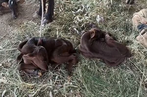 चार बछड्यांना जन्म देणारी गाय ही आपणास लाभदायक असल्याचे म्हणत व्यापाऱ्याने त्या गाईला आता न विकण्याचा निर्णय घेत तिचे आणि तिच्या चार बछड्यांचं संगोपन करण्याचा निर्णय घेतला आहे.