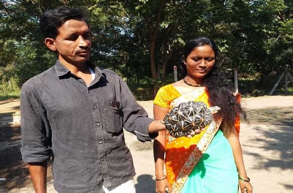 उजनीत मासेमारी करणारे विनोद अभिलाल काळे आणि त्याची पत्नी शिवानी हे दोघे नेहमीप्रमाणे उजनी पाणलोट क्षेत्रात डिकसळ भागात मासेमारीसाठी गेले होते. यावेळी सूर्य किरणांमध्ये त्यांना एक चमकणारी वस्तू त्यांना दिसली. त्यामुळे मोठ्या कुतुहलाने त्यांनी जवळ जाऊन पाहिले. जवळ जाताच त्यांना आत्तापर्यंत कधीच पाहण्यात नसलेले कासव दिसले. हे 'इंडियन स्टार' जातीचे कासव आहे.