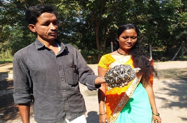 उजनीत मासेमारी करणारे विनोद अभिलाल काळे आणि त्याची पत्नी शिवानी हे दोघे नेहमीप्रमाणे उजनी पाणलोट क्षेत्रात डिकसळ भागात मासेमारीसाठी गेले होते. यावेळी सूर्य किरणांमध्ये त्यांना एक चमकणारी वस्तू त्यांना दिसली. त्यामुळे मोठ्या कुतुहलाने त्यांनी जवळ जाऊन पाहिले. जवळ जाताच त्यांना आत्तापर्यंत कधीच पाहण्यात नसलेले कासव दिसले. हे 'इंडियन स्टार' जातीचे कासव आहे.